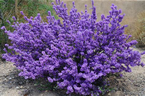 Shrub with purple flowers arizona. Purple Sage Bush | Dave Smith | Flickr