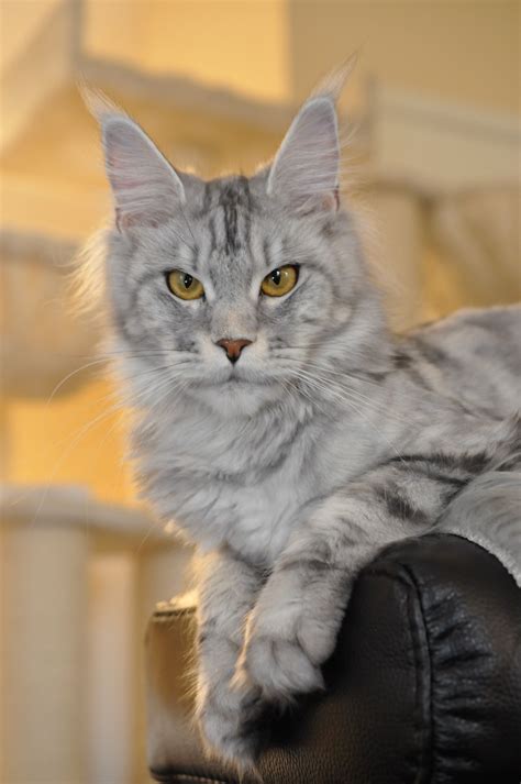 Were maine coon cats bred for a reason? Maine Coon Cat For Sale Ohio - Baby Kitten Pics