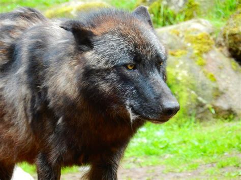 Another Isle Royale Wolf Dies Ehuntr