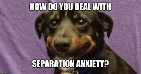 Image Tagged In Anxiety Dog Imgflip