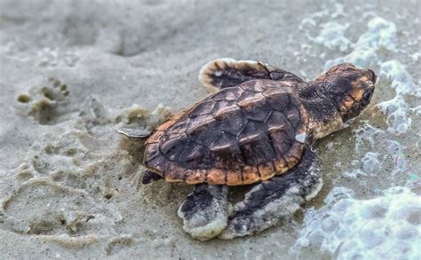 Newly Hatched Sea Turtle ~ Beaufort Sc As A Child I Remember Seeing
