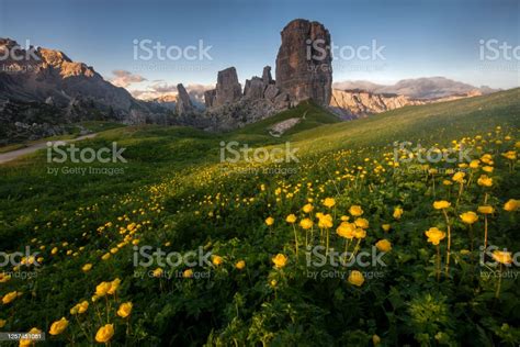 Cinque Torri Five Towers View At Sunset With Yellow Flowers In Bloom In