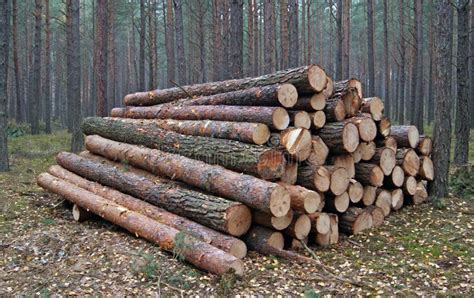 Wood Piles Stock Photo Image Of Tree Ring Fire Background 27823784