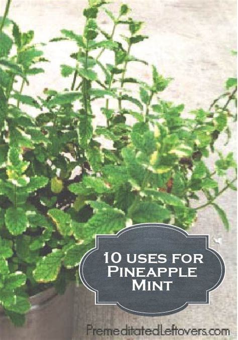 10 Uses For Pineapple Mint Pineapple Mint Salad Recipe Pineapple