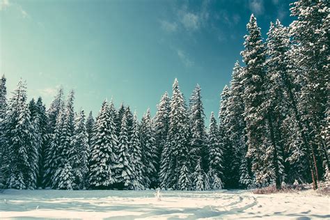 Pine Trees Snow Nature Wallpapers Hd Desktop And