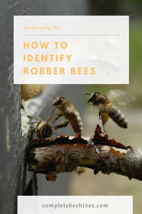 How To Identify Robber Bees Bee Bee Hive Plans Bee Keeping