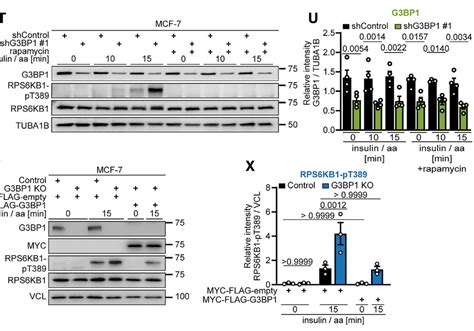G3bps Tether The Tsc Complex To Lysosomes And Suppress Mtorc1 Signaling