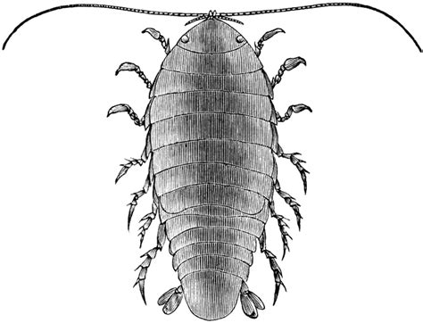 Speckled Sea Louse Clipart Etc