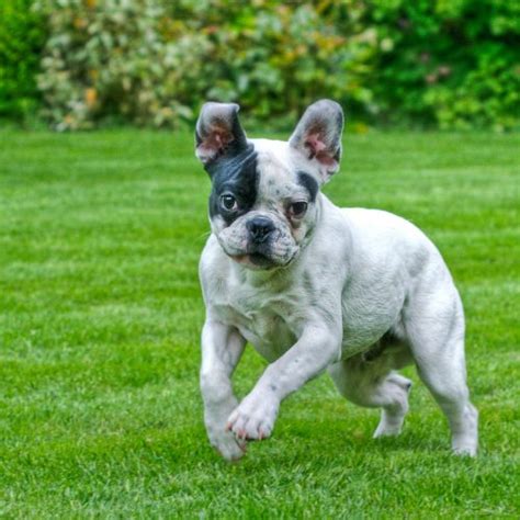 It is usually gentle and great this post explores the temperament of the french bulldog. French Bulldog Temperament & Personality | Canna-Pet®