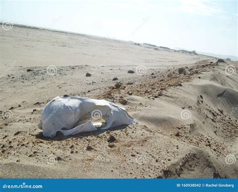 Animal Skull In Sand In Desert Stock Photo Image Of Animal Sand