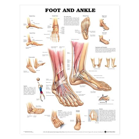 Foot And Ankle Flexible Laminated Chart Ankle Anatomy Muscle