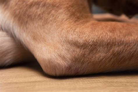 How To Deal With Dog Dry Skin Causes Symptoms And Treatments