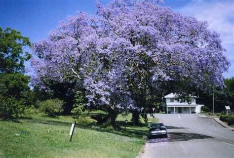 If you need help identifying your tree, try our bonsai tree identification guide. Brazilian Rose Wood, Jacaranda mimosifolia. | Garden ...