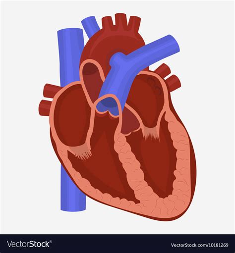 Diagram Of Human Heart Anatomy Stock Vector Illustrat