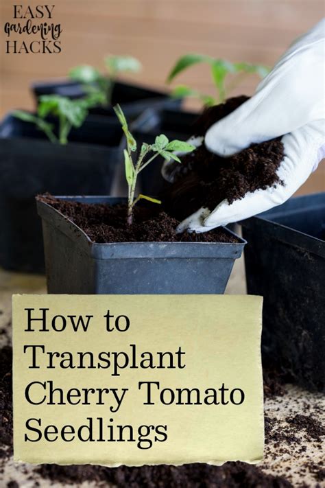 How To Transplant Cherry Tomato Seedlings Easy Gardening Hacks™