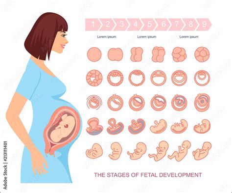 Stages Of Fetal Development Stock Illustration Download Image Now Fetus