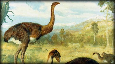 Prehistoric Beasts Giant Moa Dinornis Documentary Youtube