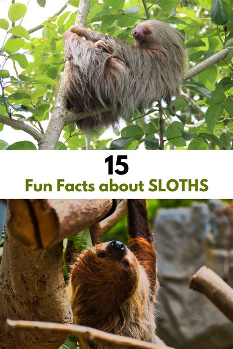 15 Fun Facts About Sloths In Costa Rica Artofit
