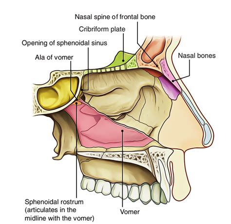 Nasal Cavity Pictures