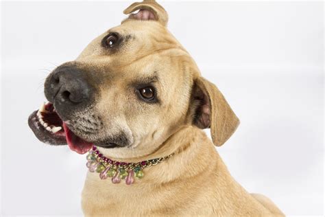 By adopting a furry friend you will be changing the life of a finding homes for homeless pets is what dogthelove do! Adopt | Last Hope Animal Rescue