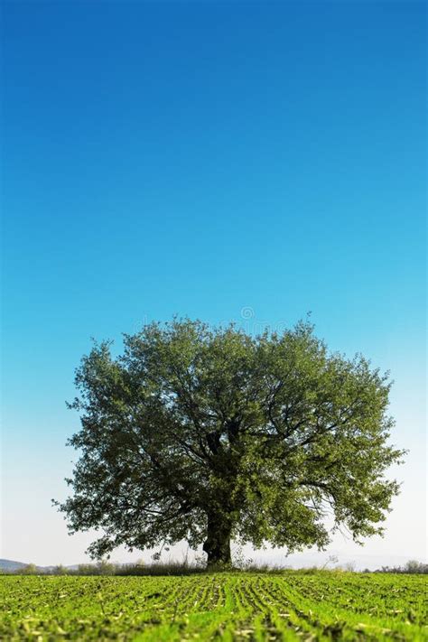 Big Green Tree Stock Photo Image Of Landscape Scenics 29280630