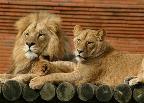 Mom Dad And Baby Lions Animals Pinterest Photos Babies And Lion