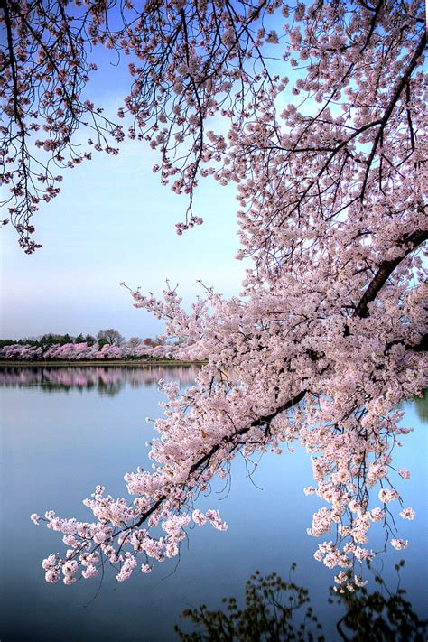 Cherry blossom season is a major tourist draw for any city that's lucky enough to grow these ornamental cherry trees. Cherry Blossoms