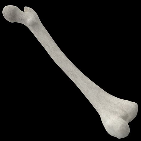 3d Model Femur Thigh Leg Bone