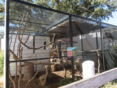 Keel Billed Toucan Enclosure Zoochat