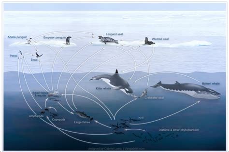 Antarctic Ecosystem The Food Chain Graphics Multimedia Photography