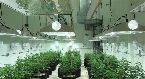 Commercial Cannabis Grow Room Design Poliks Bethel
