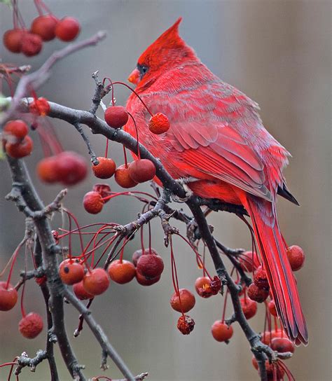 Red Cardinal Red Berries Photograph By Robert Frank Gabriel Pixels
