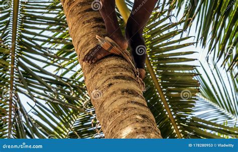 Man Climbing Cocos Coconut Palm Tree Trunk King Coconut Trees In Sri