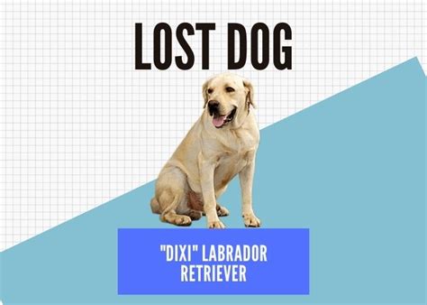How To Find A Lost Dog Tips For Finding Your Lost Dog