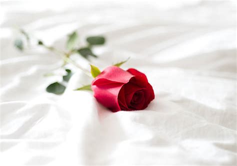 Best Bed Of Roses Stock Photos Pictures And Royalty Free Images Istock