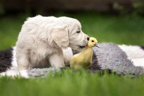 Curious Golden Retriever Puppy And Duckling Outdoors In Summer Stock