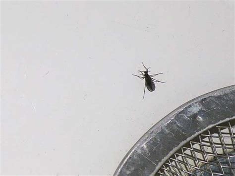 Little Black Flying And Walking Insects In My Bathroom