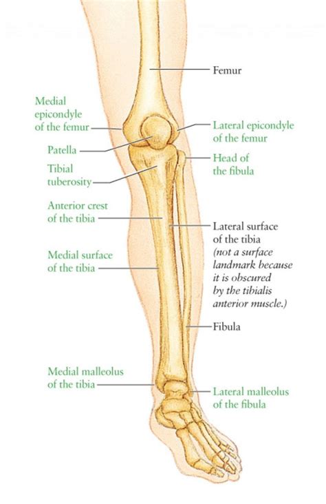 Leg Bone Diagram Leg Anatomy Although The Cranium—the Largest