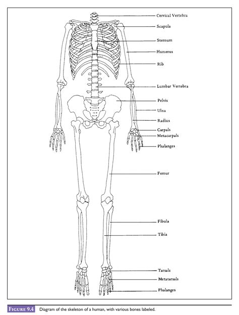 Back Human Bones Labeled Human Skeletal System Anatomy With Detailed