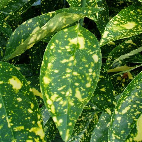 Spotted Laurel Aucuba Japonica Crotonifolia Green Leaves Hedges