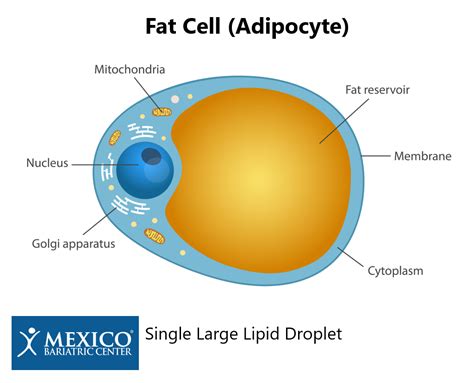 Does Bariatric Surgery Improve Adipose Tissue Function Fat Tissue