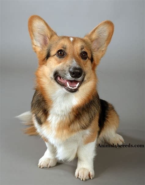 Find cardigan welsh corgi puppies and breeders in your area and helpful cardigan welsh corgi information. Cardigan Welsh Corgi - Puppies, Rescue, Pictures ...