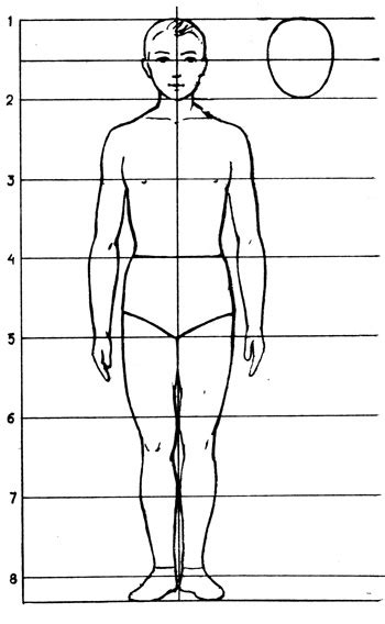 Таблица фигуры человека пропорции фигуры человека