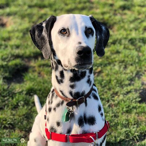 Black Spotted Male Dalmatian With Amber Eyes Stud Dog California