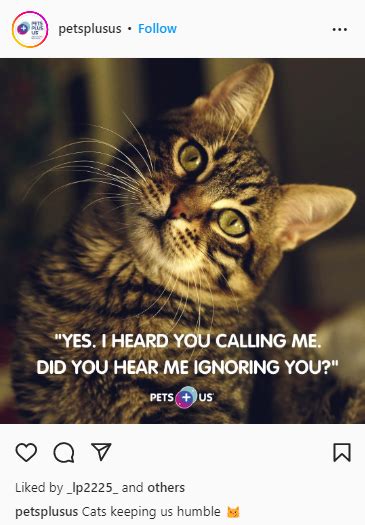 200 Purrfect Cat Captions For Instagram 2024 Starter Story