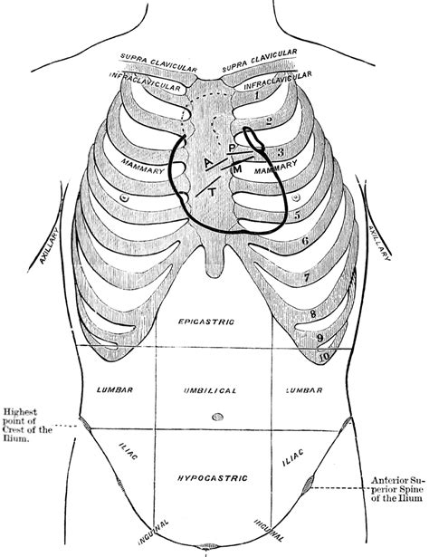 Diagram of the mediastinum (image source.) in the diagram above, the blue and red colors indicate the heart. Diagram of Thoracic and Abdominal Regions | ClipArt ETC