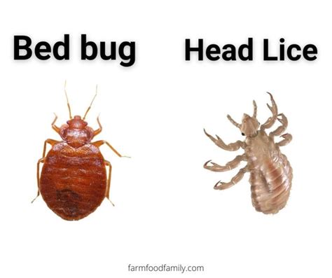 10 Bugs That Look Like Bed Bugs But Arent With Pictures