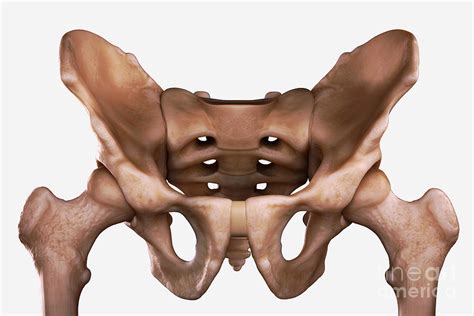 Pelvis Joints Photograph By Science Picture Co Fine Art America