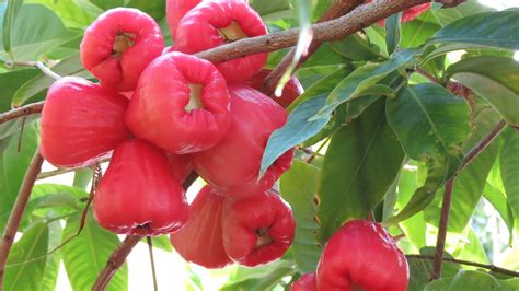 Tropical Fruit in California? Jambu Wax Apple - YouTube