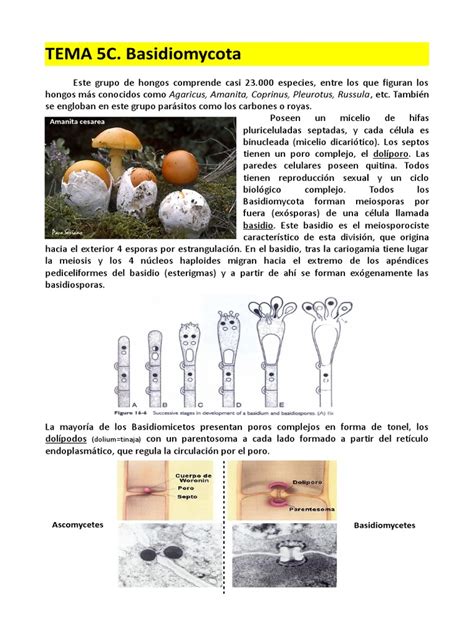 Tema 5c Basidiomycota Pdf Hongo Organismos